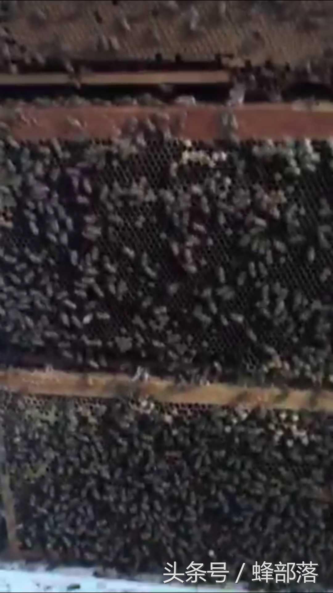 养蜂人专用驱蜂器,养蜂高手发明神器