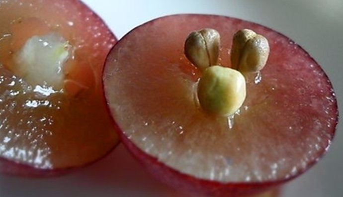 花香精油系列,好闻的花香精油