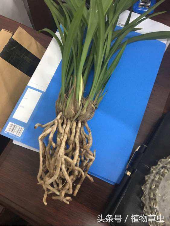 兰花上盆后必须有退草的现象吗,刚种下不久的兰花出现黄叶怎么办