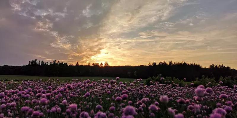 荷兰自由行旅游攻略大全,荷兰自由行三日游攻略
