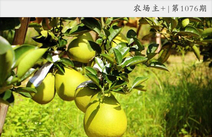 抖音、直播、黑科技，90后“新农人”这样玩转果园！