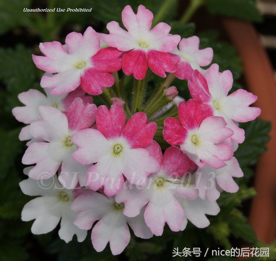 美女樱认不得？只怪它衣服太多