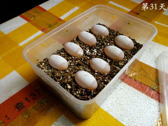 草龟繁殖经验分享孵蛋40天破壳,草龟养殖日记从幼苗开始