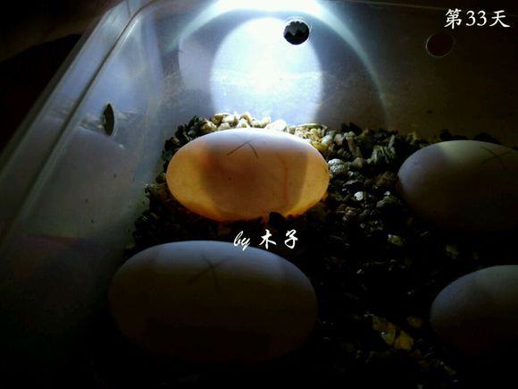 草龟繁殖经验分享孵蛋40天破壳,草龟养殖日记从幼苗开始