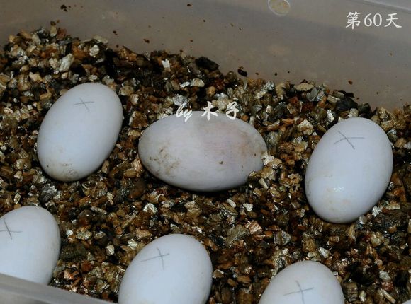 草龟繁殖经验分享孵蛋40天破壳,草龟养殖日记从幼苗开始