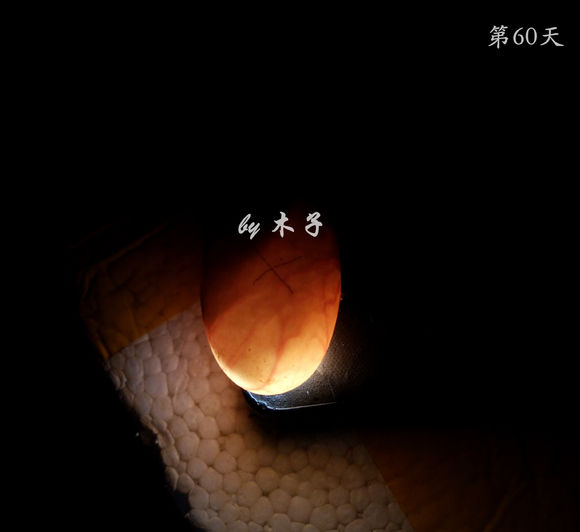 草龟繁殖经验分享孵蛋40天破壳,草龟养殖日记从幼苗开始