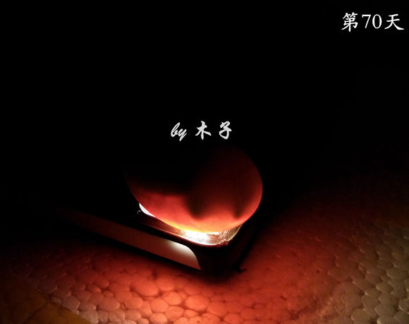 草龟繁殖经验分享孵蛋40天破壳,草龟养殖日记从幼苗开始