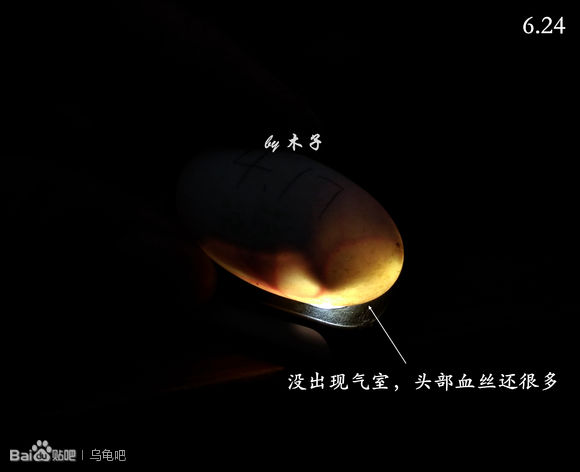 自己养的草龟怎么孵化草龟蛋,自家养的草龟如何产蛋