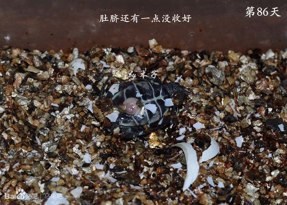 自己养的草龟怎么孵化草龟蛋,自家养的草龟如何产蛋