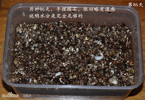 自己养的草龟怎么孵化草龟蛋,自家养的草龟如何产蛋