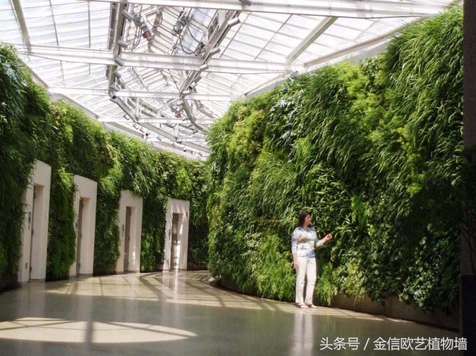 云南植物墙装饰,陕西户外植物墙装饰