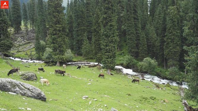 一次偶然，铸就永恒，十年驴龄的他“长存”于此-乌孙驴行记