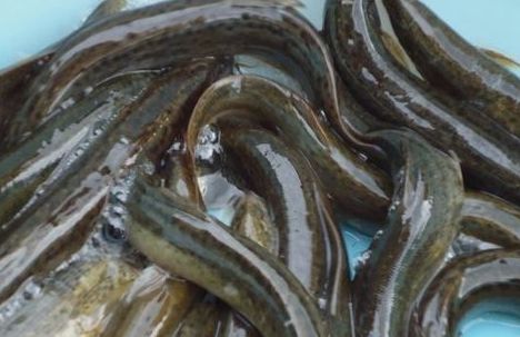 奶粉没有生产许可编号,奶粉没有生产日期怎么处罚