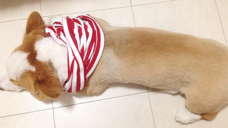 给狗狗剃毛3大误区,现在怎么给狗狗剃毛