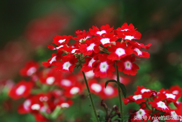 美女樱认不得？只怪它衣服太多