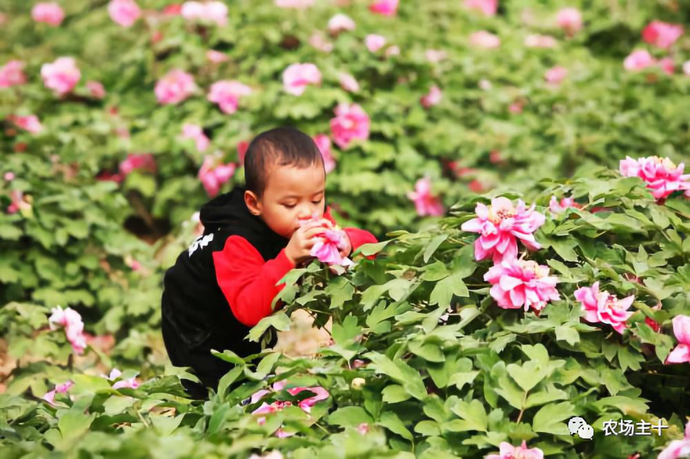 成为农业大户的条件,中国农场主的要求