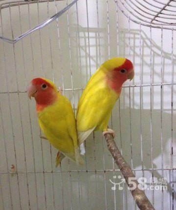 养鸟新手养什么动物,什么观赏鸟最好养