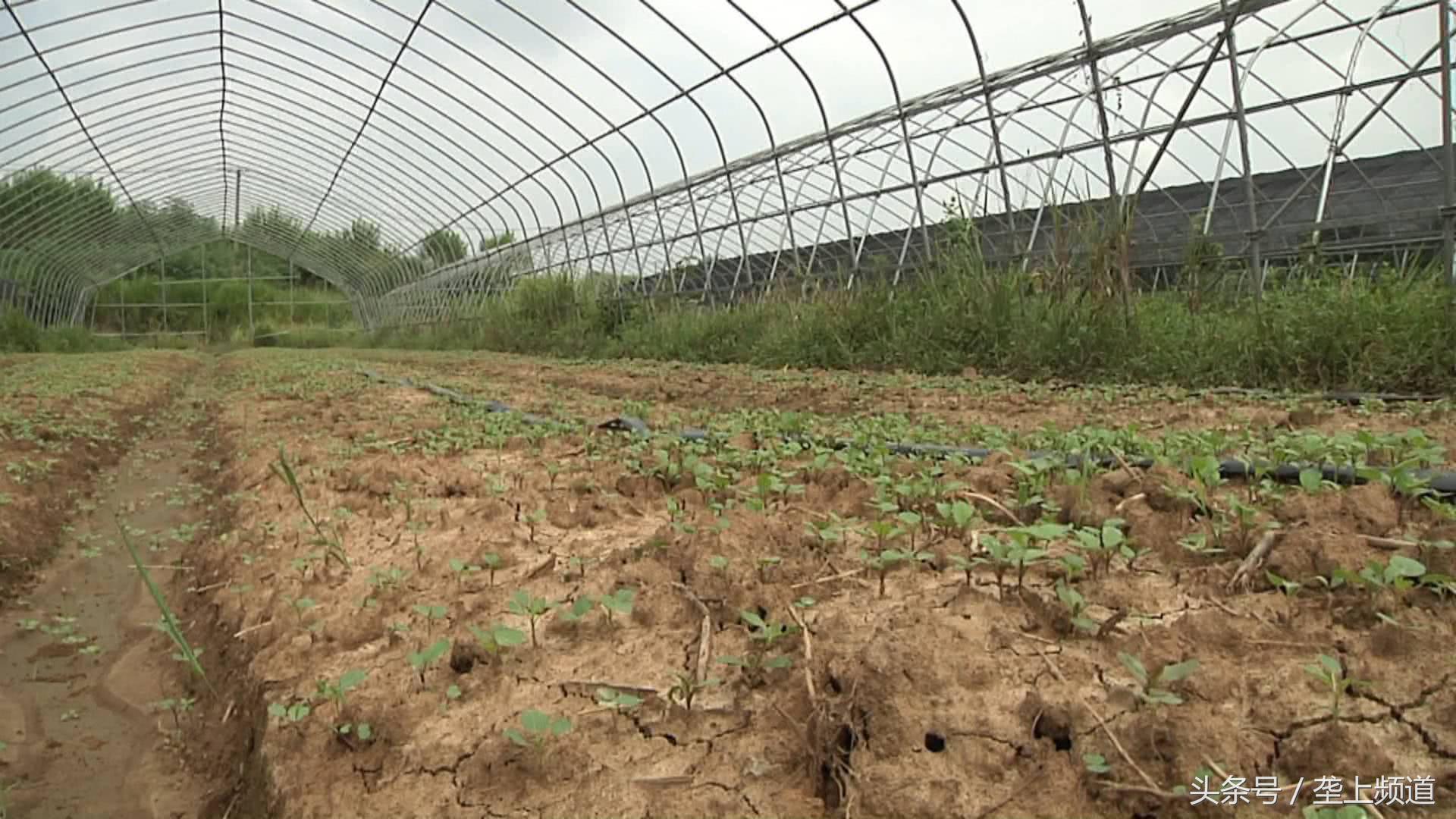蔬菜地除草方法,种菜苗生长蚜虫怎么办