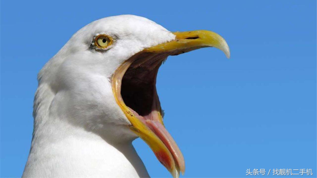 大公鸡吃完饭后为什么要吃石子,鸡为什么会吃小石头