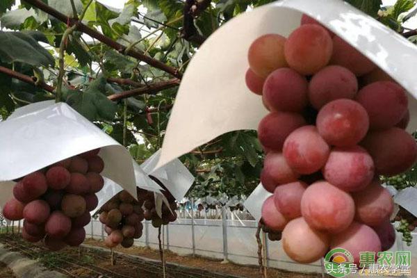 浪漫红颜葡萄栽培技术,浪漫红颜和妮娜皇后葡萄哪个更好