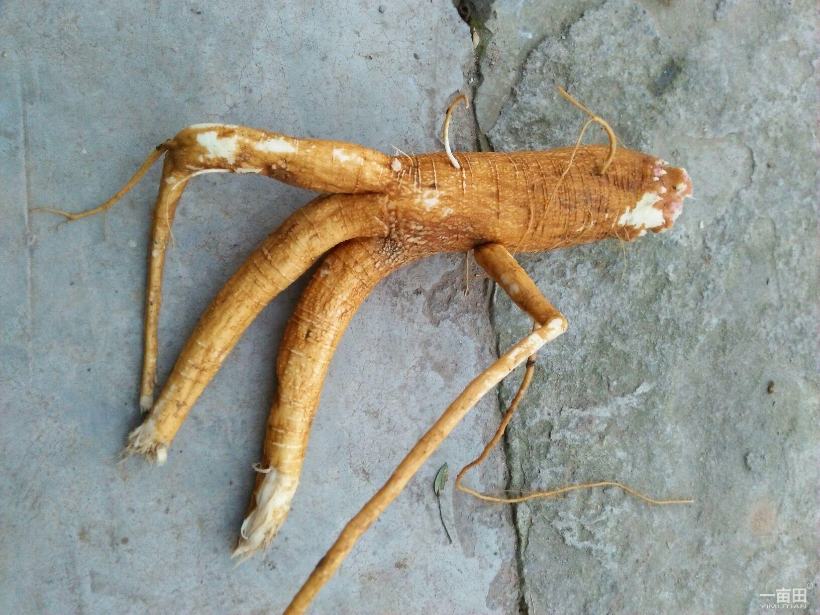 总被农民误当人参种植，夏末农民傻眼了，没毁掉的农民却用它致富