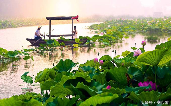 去微山湖看荷花哪里位置最好,7月微山湖红荷湿地公园旅游攻略