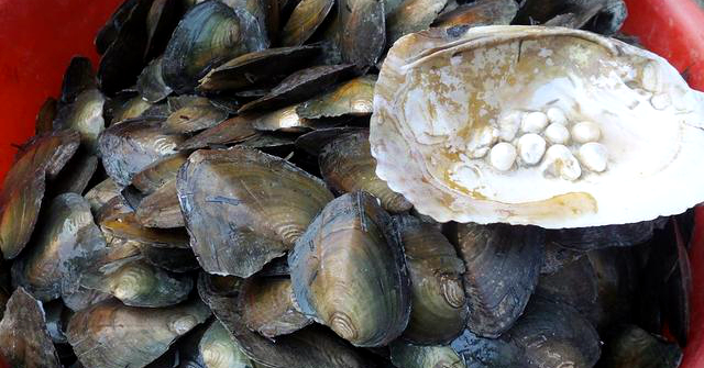 海边贝类种类,各种贝类的名称