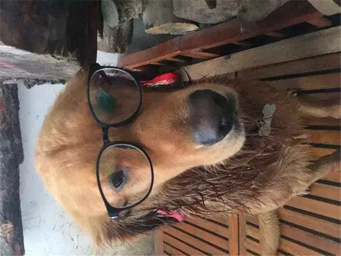 阿拉斯加被金毛吓怂,金毛受到惊吓后跑了