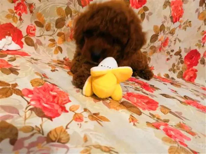 泰迪狗易怒咬人怎么训练,泰迪狗很凶爱咬人越打越凶怎么办