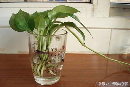 绿萝水培怎么养才能更旺盛一些,水培绿萝怎么养护长得才茂盛