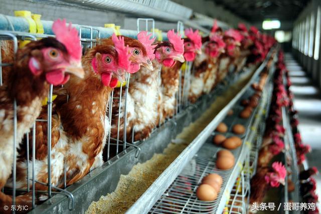 家禽癌症,鸡得了血管瘤怎么办