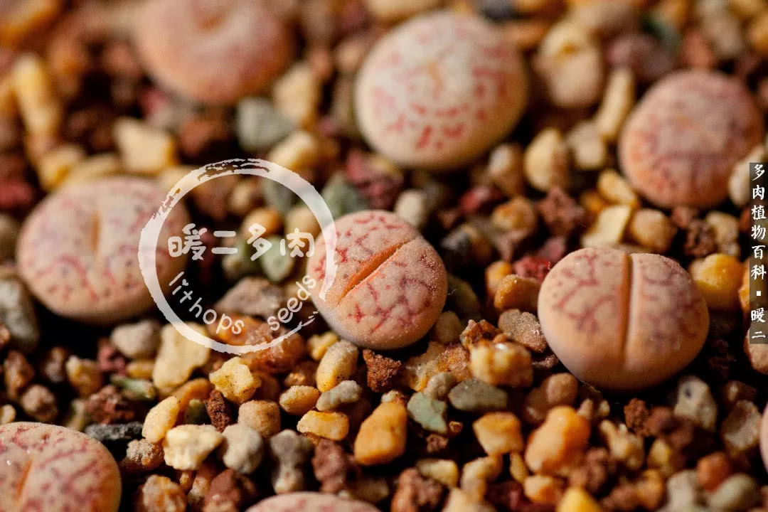 生石花播种后如何养护,生石花养护注意事项