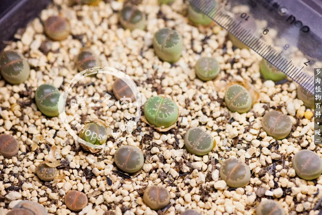 生石花播种后如何养护,生石花养护注意事项