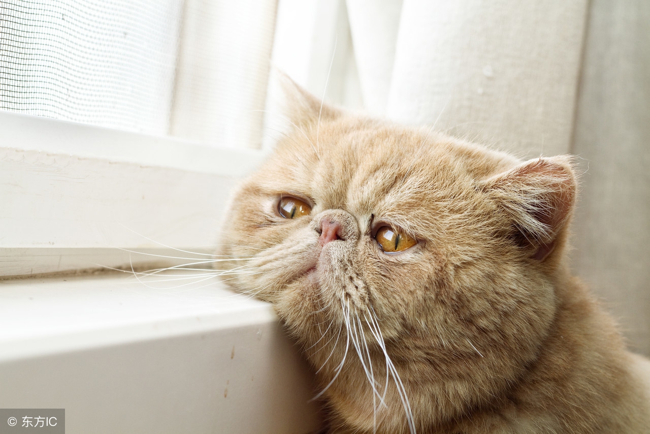 周公解梦梦见狗和小狗仔,周公解梦收养狗和猫