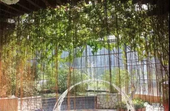 植物窗帘图案,植物窗帘效果图大全