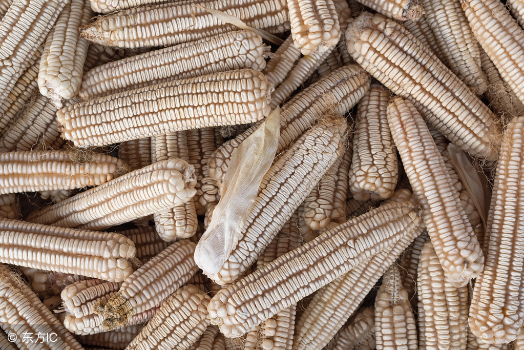 玉米芯发酵料种植平菇全过程,玉米芯卖给谁