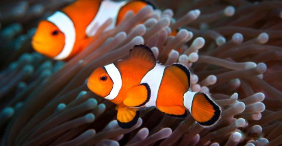 海缸如何养好水质,原生海缸家庭饲养