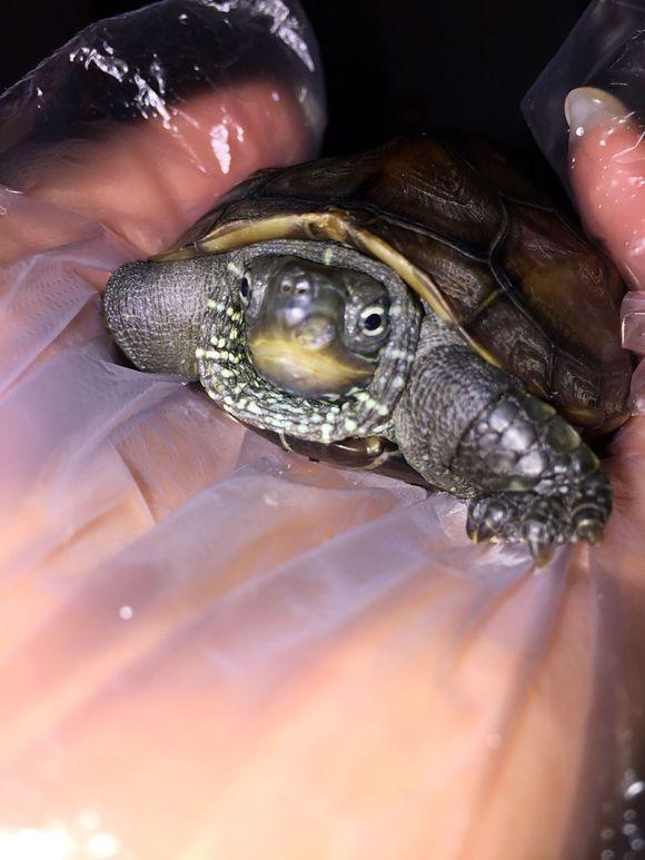 「龟友记录」萌妹子养龟全纪录（第一部）