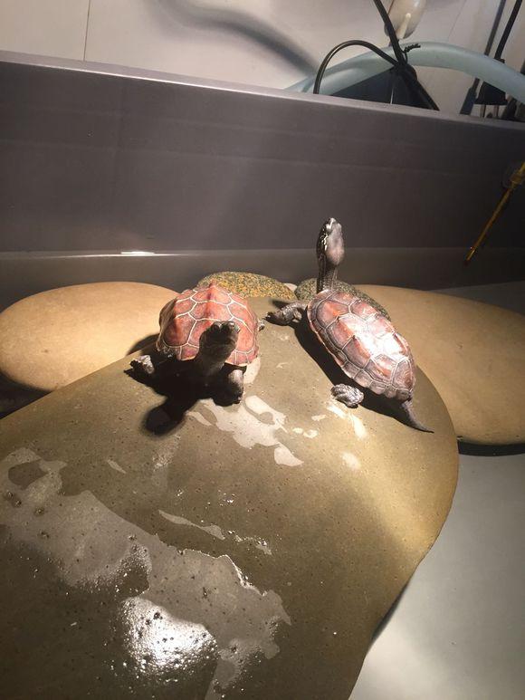 「龟友记录」萌妹子养龟全纪录（第一部）