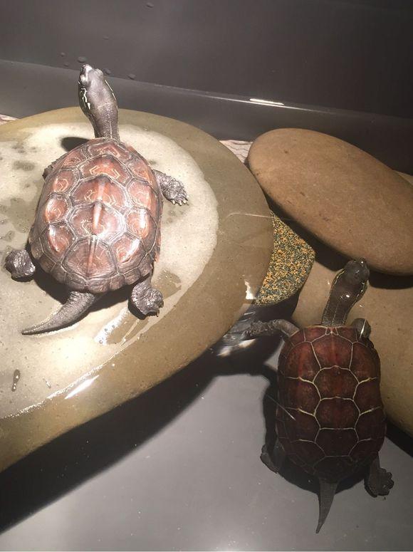 「龟友记录」萌妹子养龟全纪录（第一部）