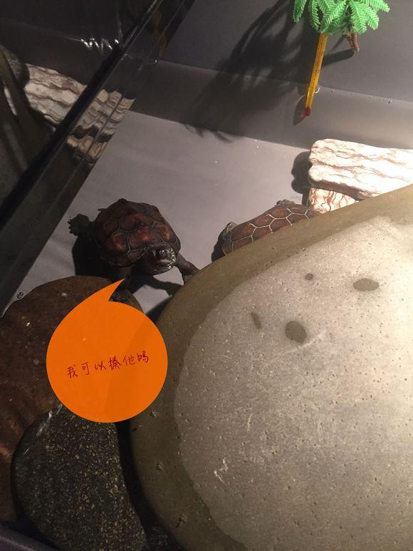 「龟友记录」萌妹子养龟全纪录（第一部）