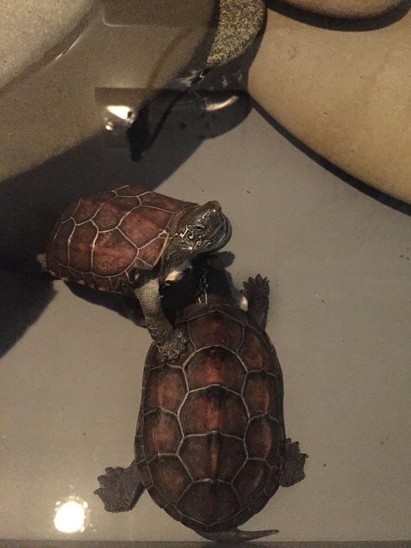 「龟友记录」萌妹子养龟全纪录（第一部）