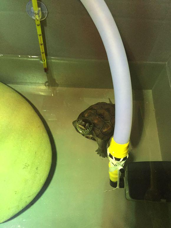 「龟友记录」萌妹子养龟全纪录（第一部）