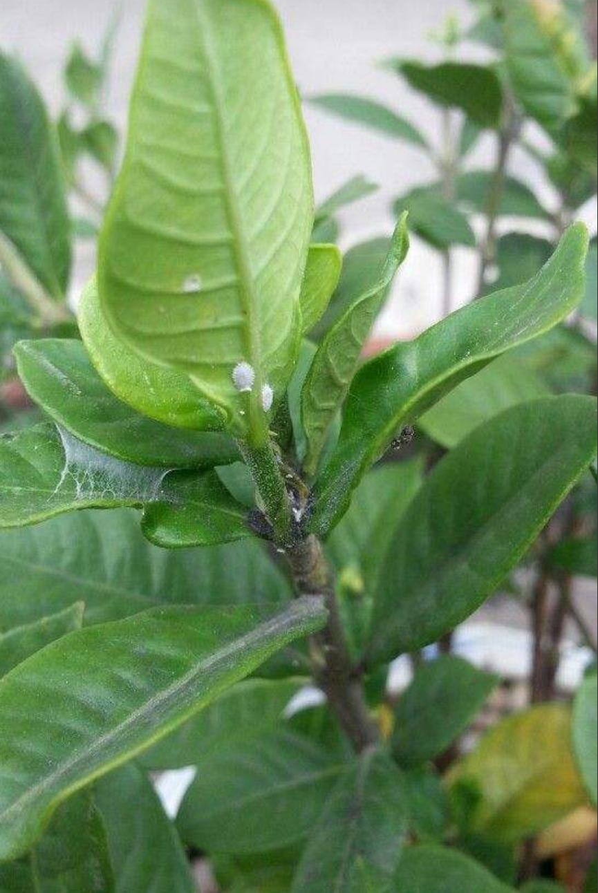 怎样处理栀子花上的甲壳虫,刚扦插的栀子花长蚧壳虫怎么办