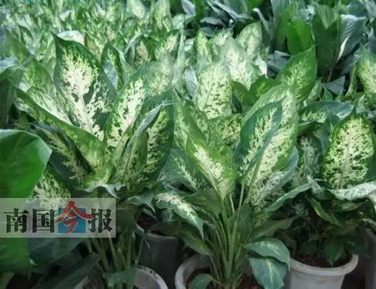 广西恙虫高发期,危险警告八种毒虫