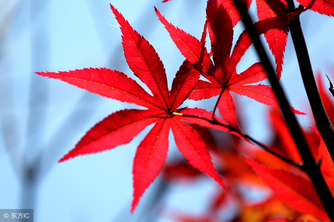 演员张二楞推荐十三辙韵常用字表