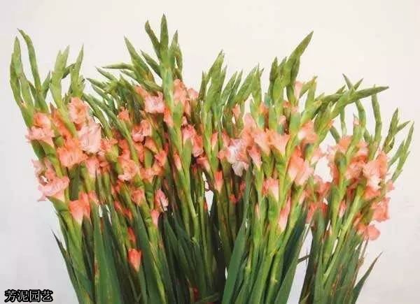 教师节送的花怎样养护,教师节送老师的鲜花教程