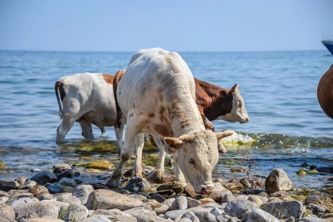 我们异地了24年，在你88岁时去莫斯科娶你——今夕传媒旅行家出品