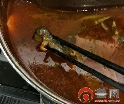 孕妇火锅店吃出老鼠后续,孕妇呷哺呷哺吃到耗子