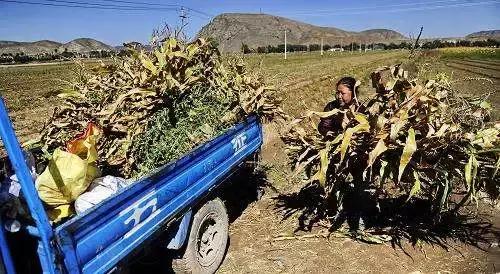 禁止燃烧秸秆田里的秸秆怎么处理,私自烧秸秆如何处罚